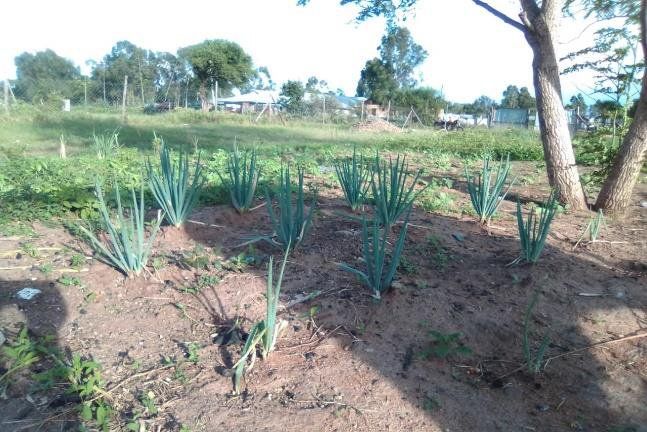 A bunch of plants are growing in the dirt in a field