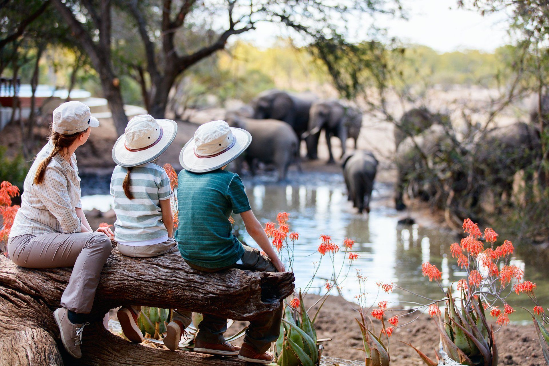 A woman and two children are sitting on a log looking at elephants.