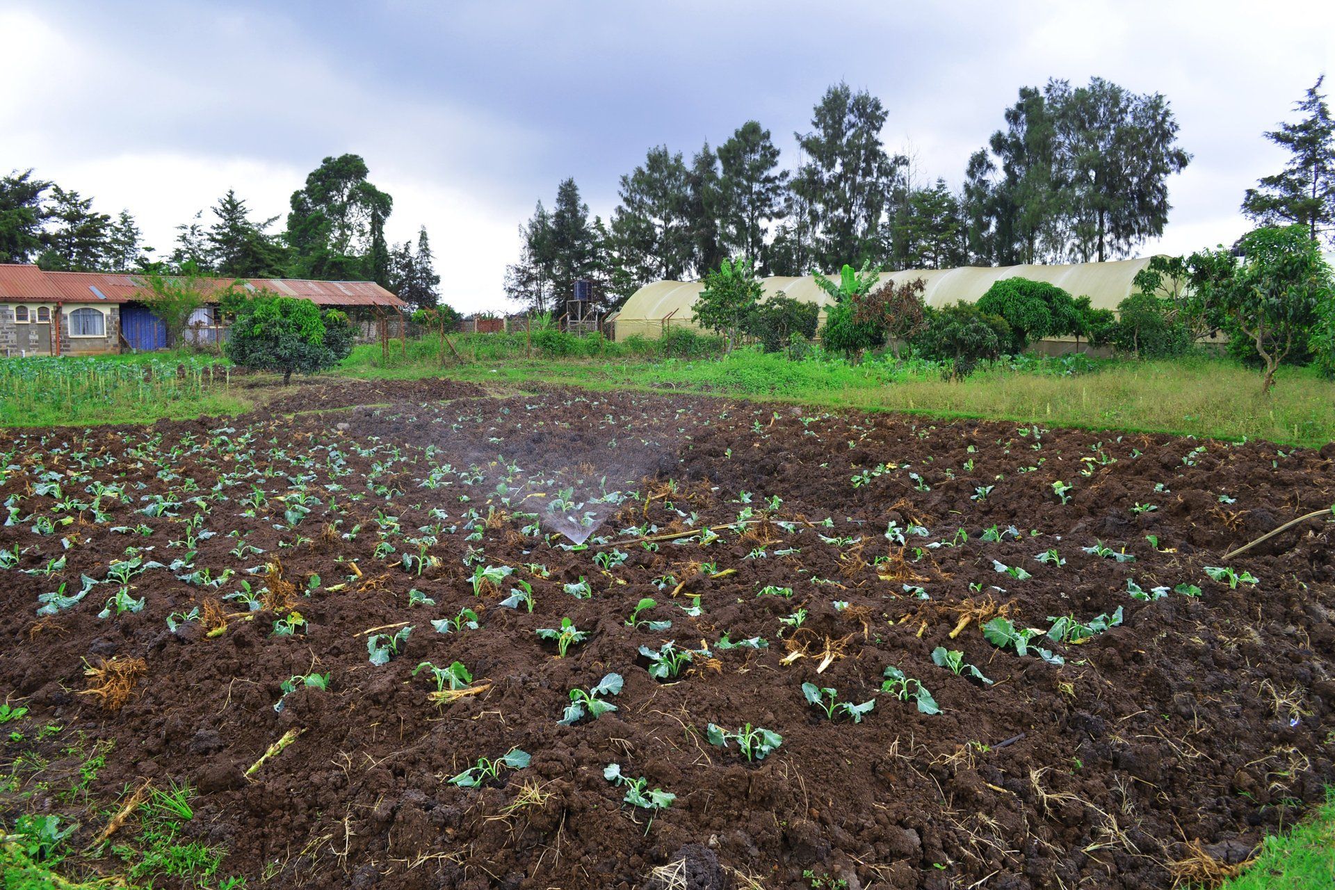 A lush green field with a house in the background