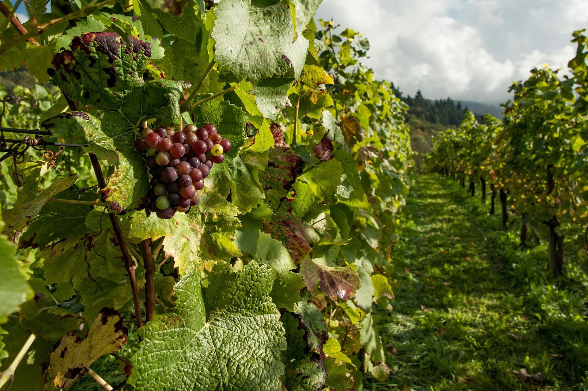A bunch of grapes hanging from a vine in a vineyard.
