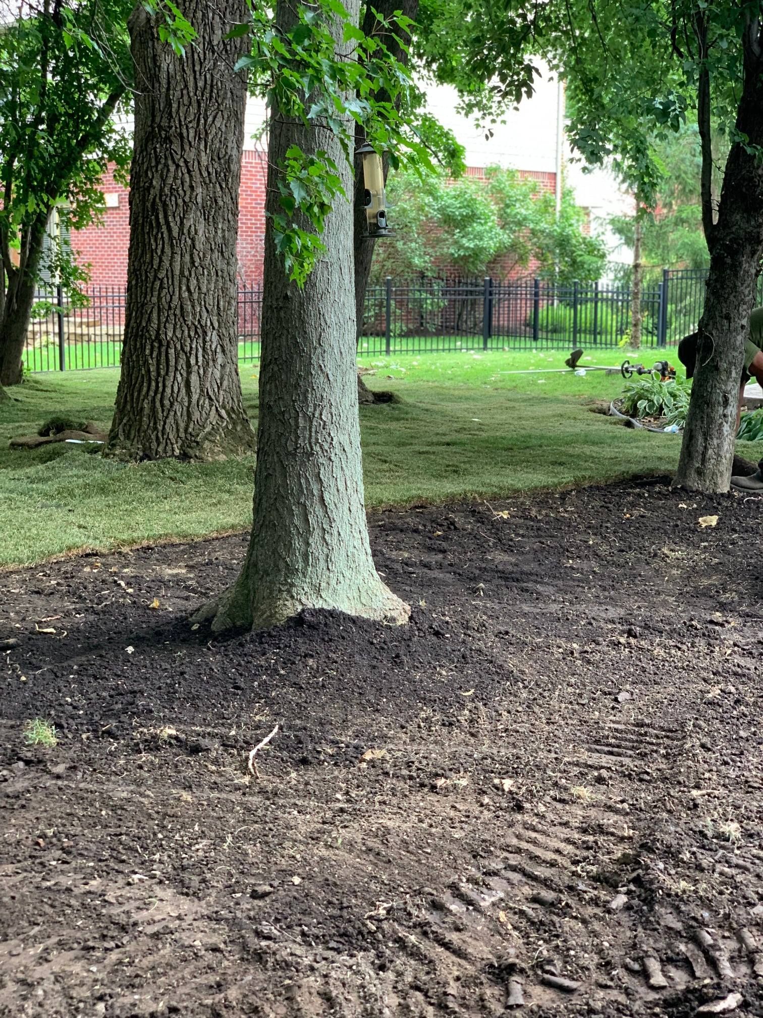 Trees in a grassy area with a dark soil border, behind a fence and building.