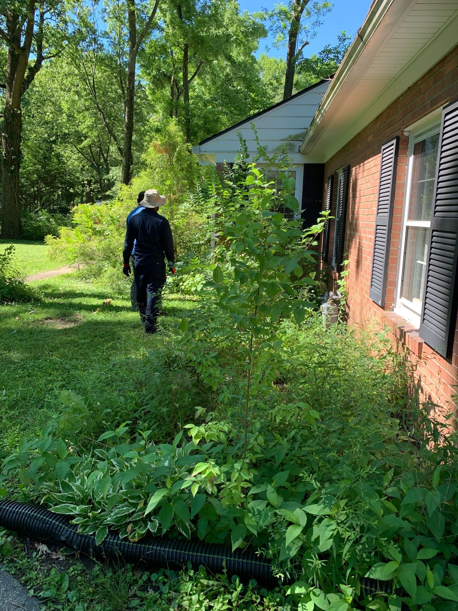 Person walks past overgrown weeds next to a brick house with black shutters.