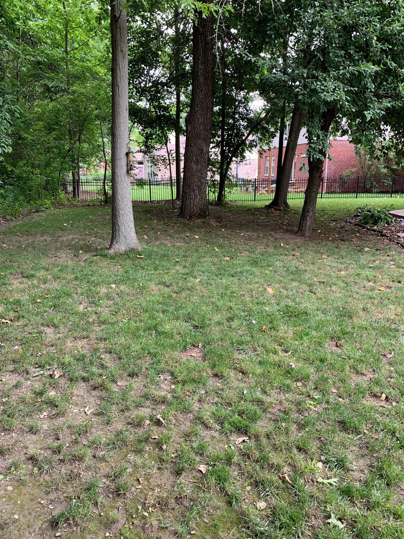 Grassy yard with scattered trees. Buildings visible in the distance. Overcast sky, green foliage.