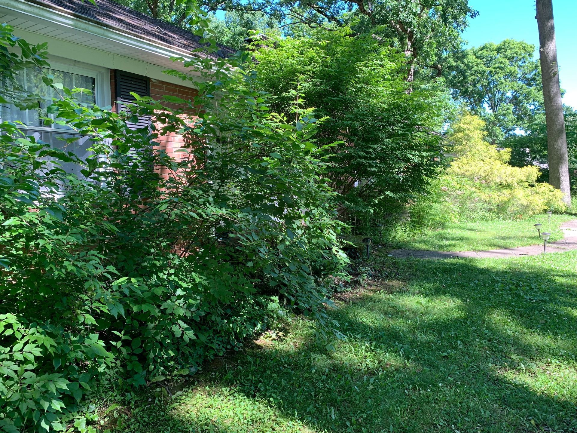 Green bushes growing near a brick house with a grassy lawn.