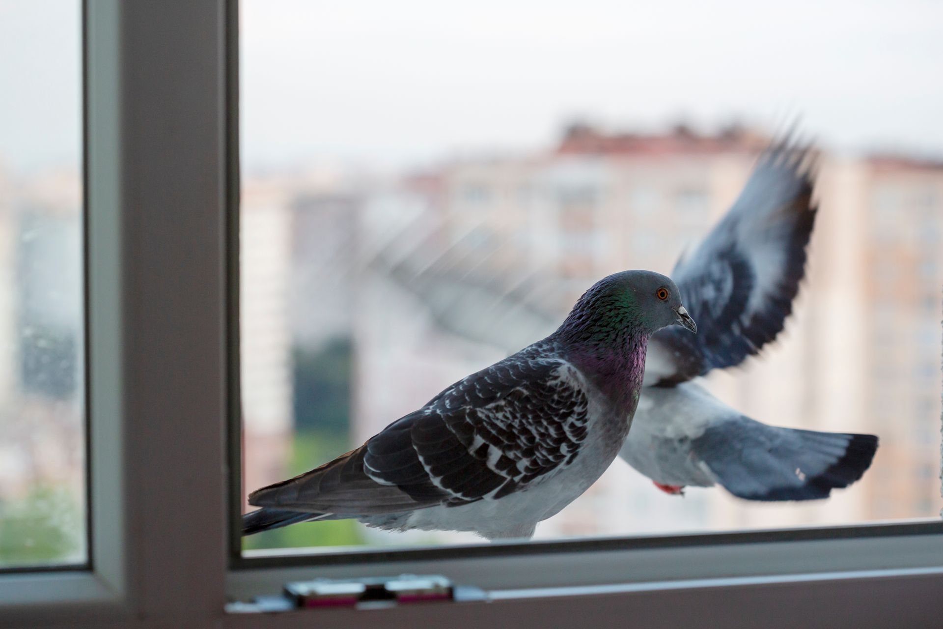 Un pigeon est assis sur un rebord de fenêtre, les ailes déployées.