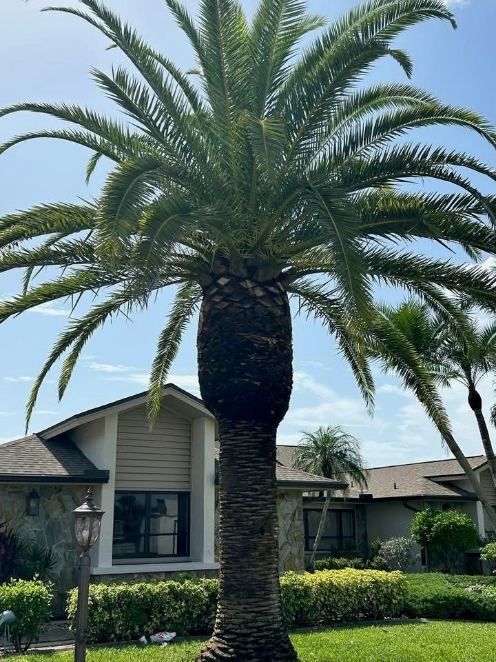 Tall palm tree in front of a house with a blue sky background.