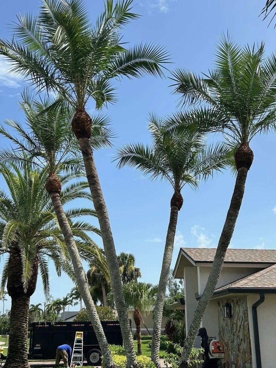 Palm trees being trimmed next to a light-colored house on a sunny day. A worker uses a blower.