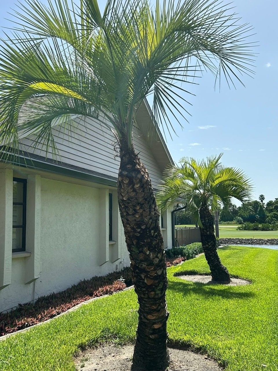 Two palm trees with textured trunks next to a building on a grassy lawn under a blue sky.