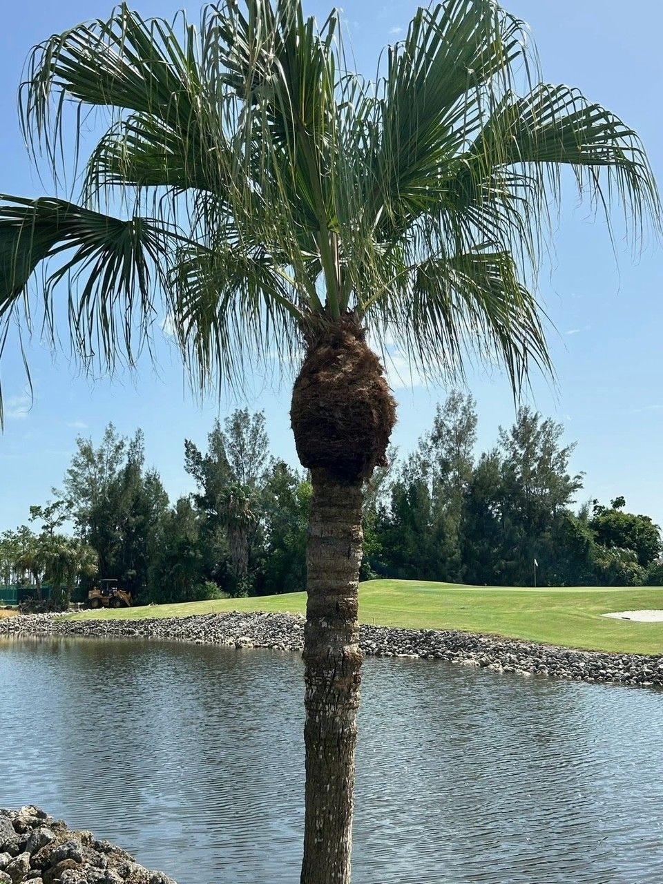Palm tree with a distinctive bulbous trunk stands by a lake on a sunny day.