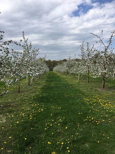 Bushel and a Peck Market Apple Orchard in Chippewa Falls WI