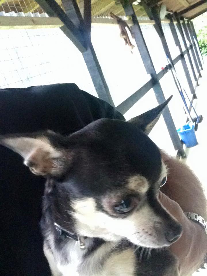 black and white coloured chihuahua