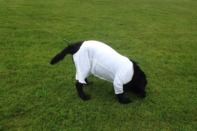 A dog wearing a t shirt