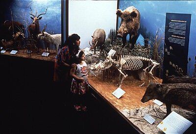 Mother and child viewing a museum exhibit with mounted animals and a skeleton.