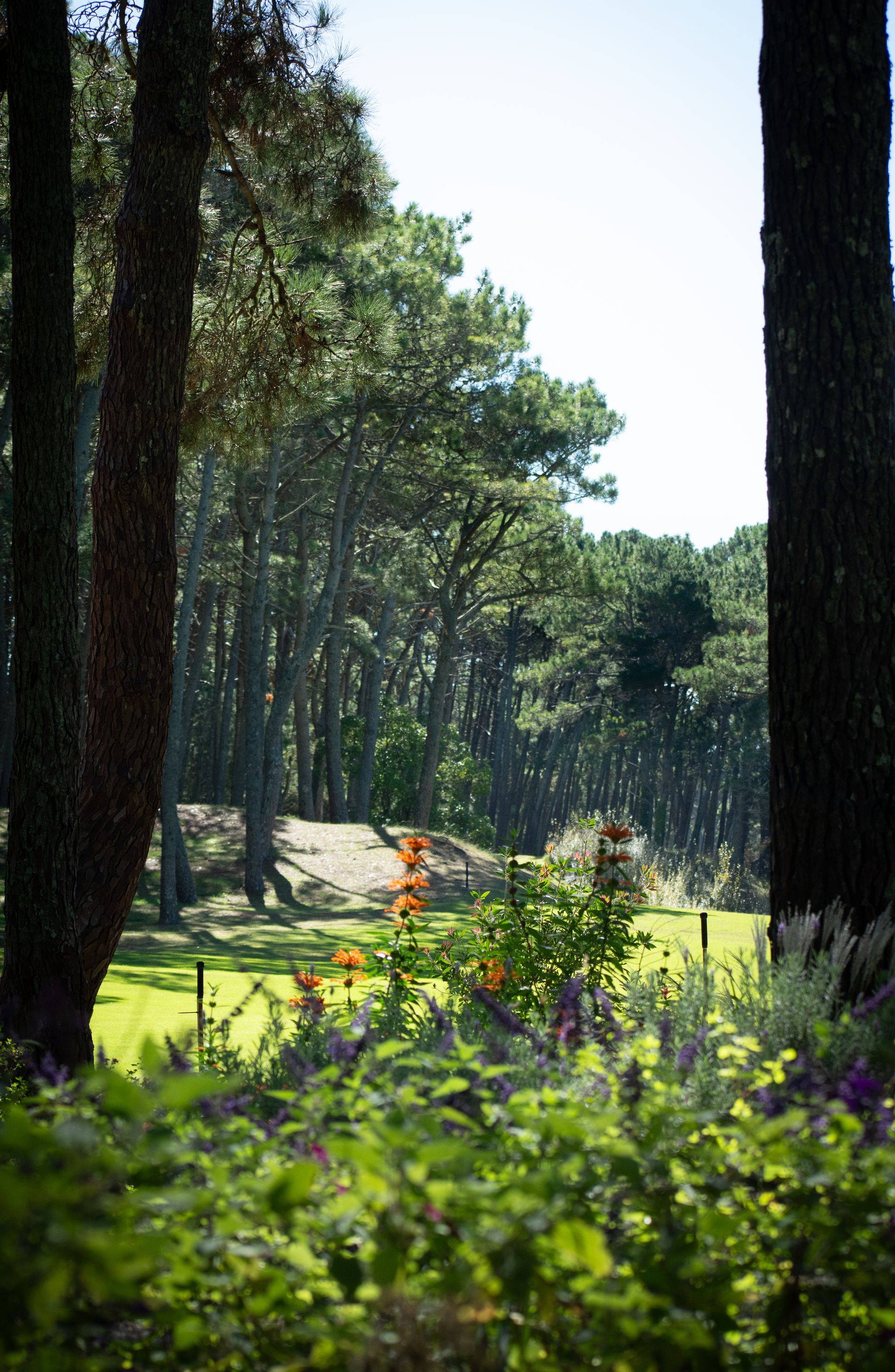 Árboles que enmarcan una vista de un bosque iluminado por el sol y una zona verde con coloridas flores silvestres.