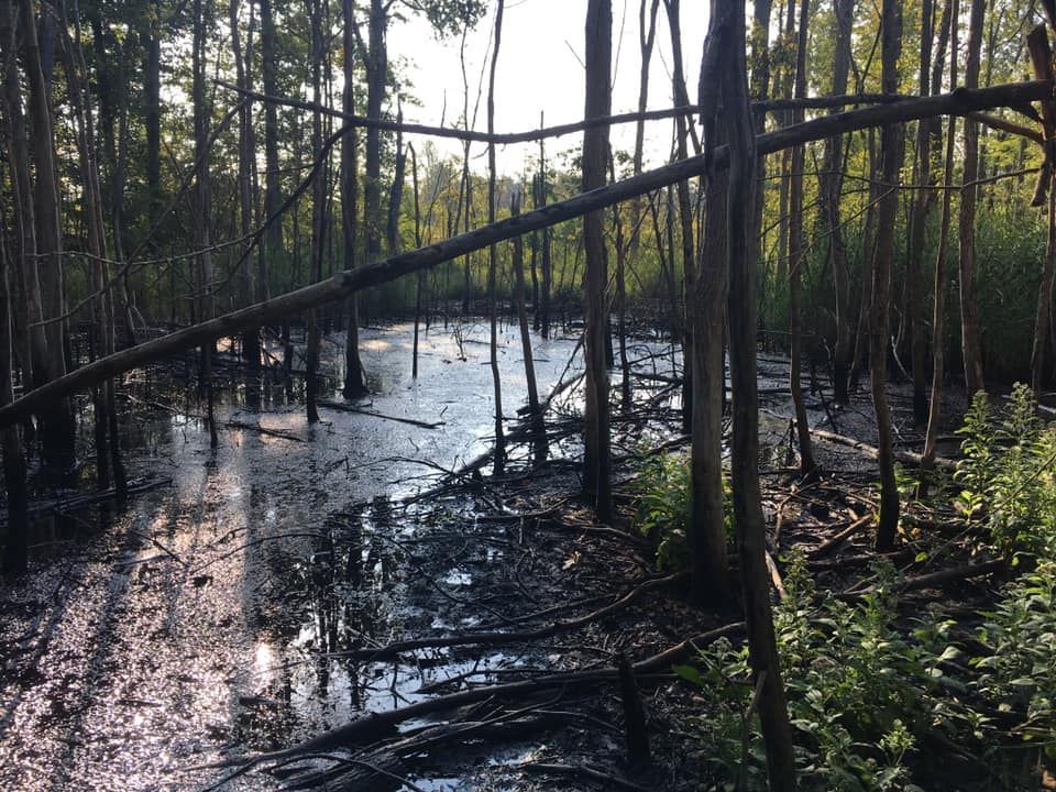 Swampy forest scene with dark water and fallen branches, sunlight filtering through trees.