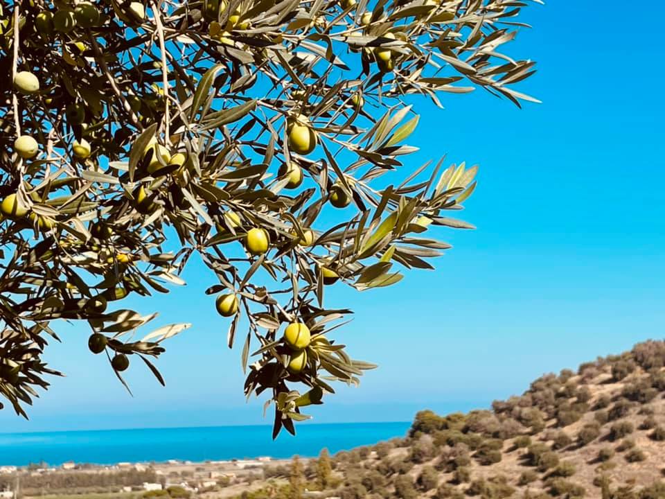Olivo siciliano