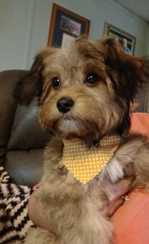 Small fluffy dog with brown and tan fur, wearing a yellow bandana with white polka dots.