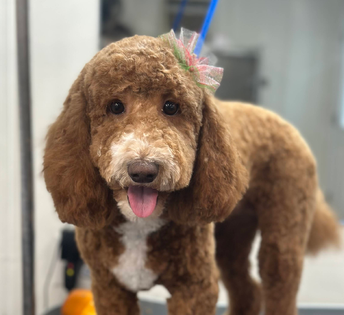 Brown Goldendoodle with a white chest, pink tongue, and a pink and green bow.