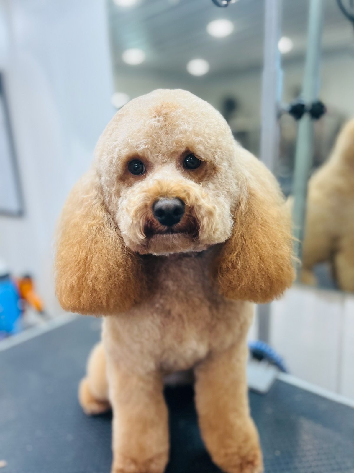 White fluffy dog stands on brown ground, looking forward with mouth open. Other dogs visible nearby.