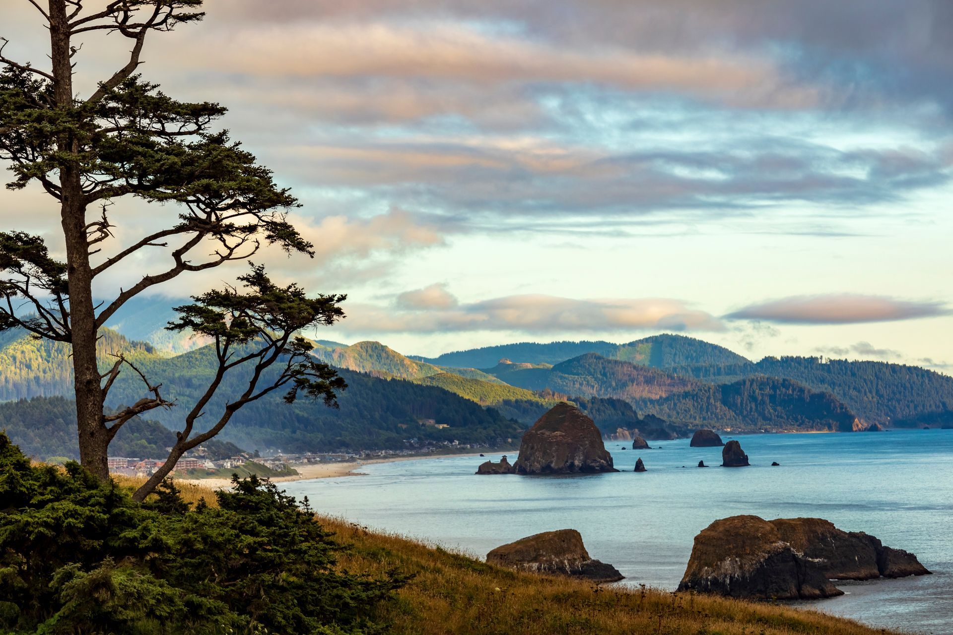 A view of the ocean with mountains in the background and a tree in the foreground