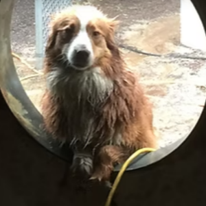 Arborist in a tree, using a chainsaw. Wearing safety gear. Cloudy sky background.