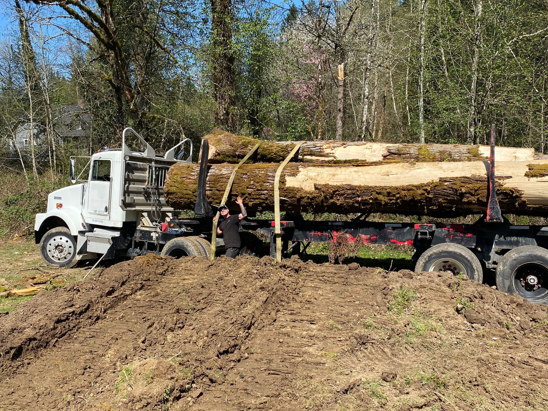 Tree Removal Covington