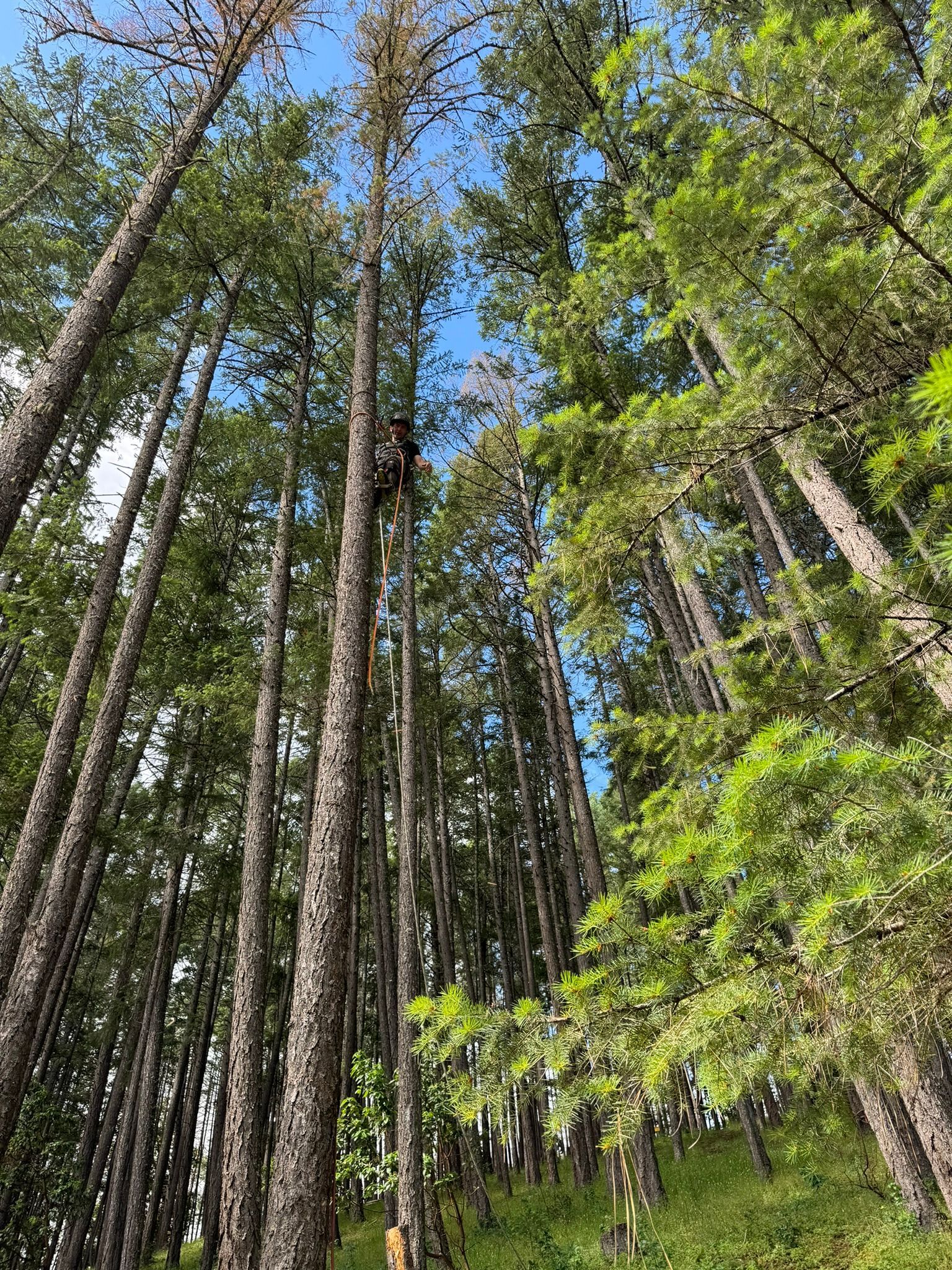 City of Seattle Tree Removal Permit: Costs, Rules, and How to Stay Compliant (2026)