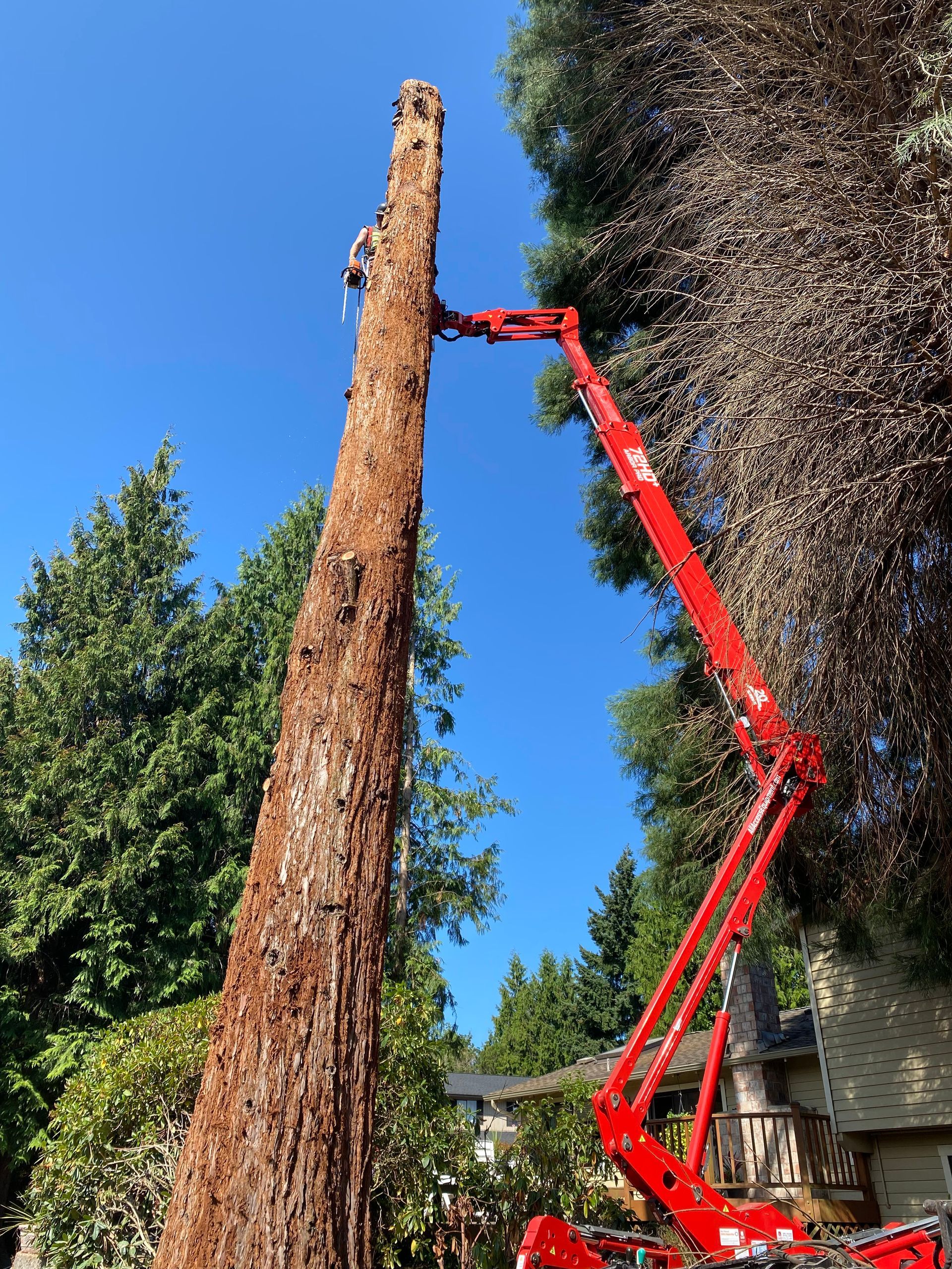 Tree Trimming Mercer Island 