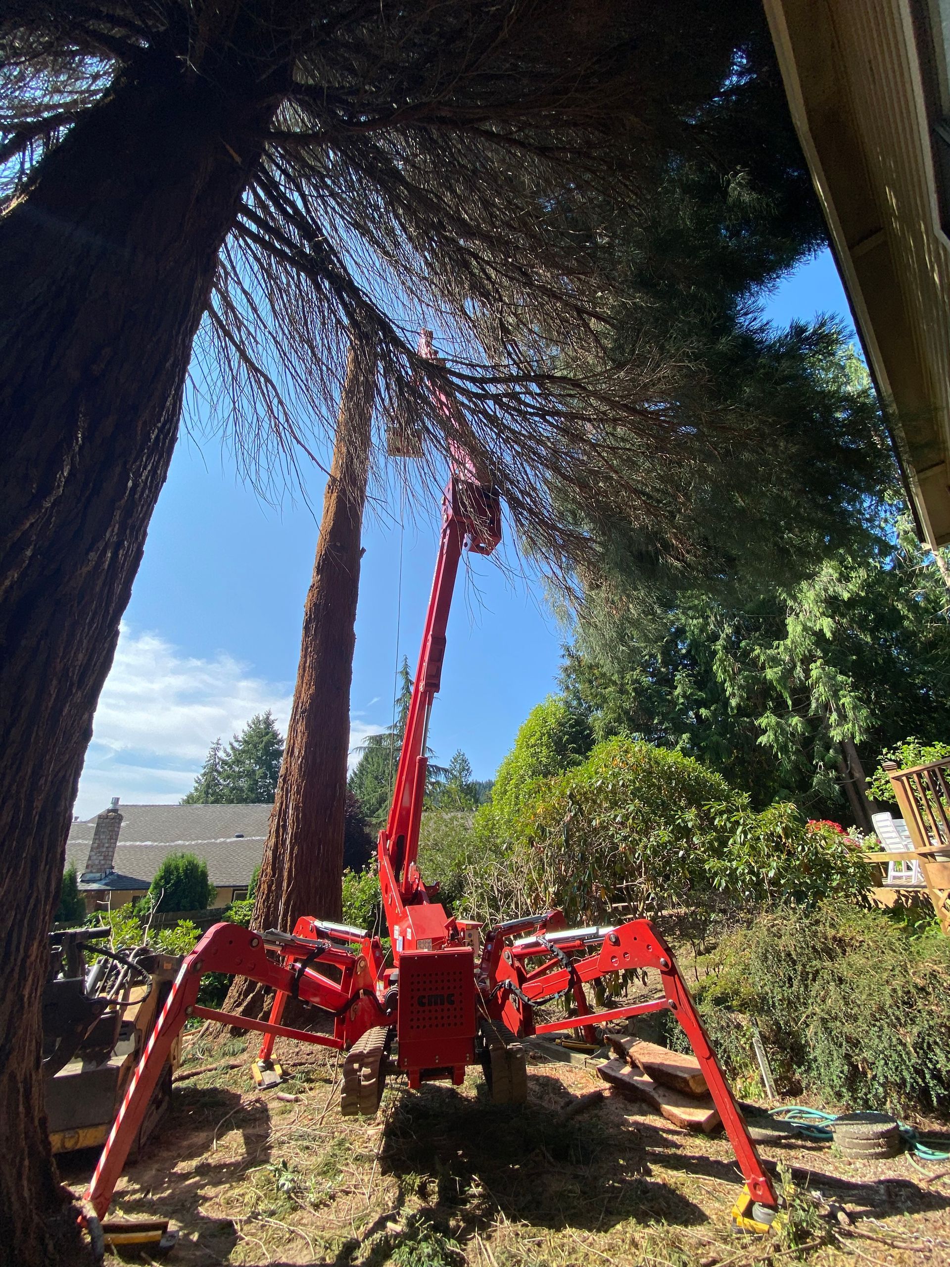 Tree Trimming Bellevue 