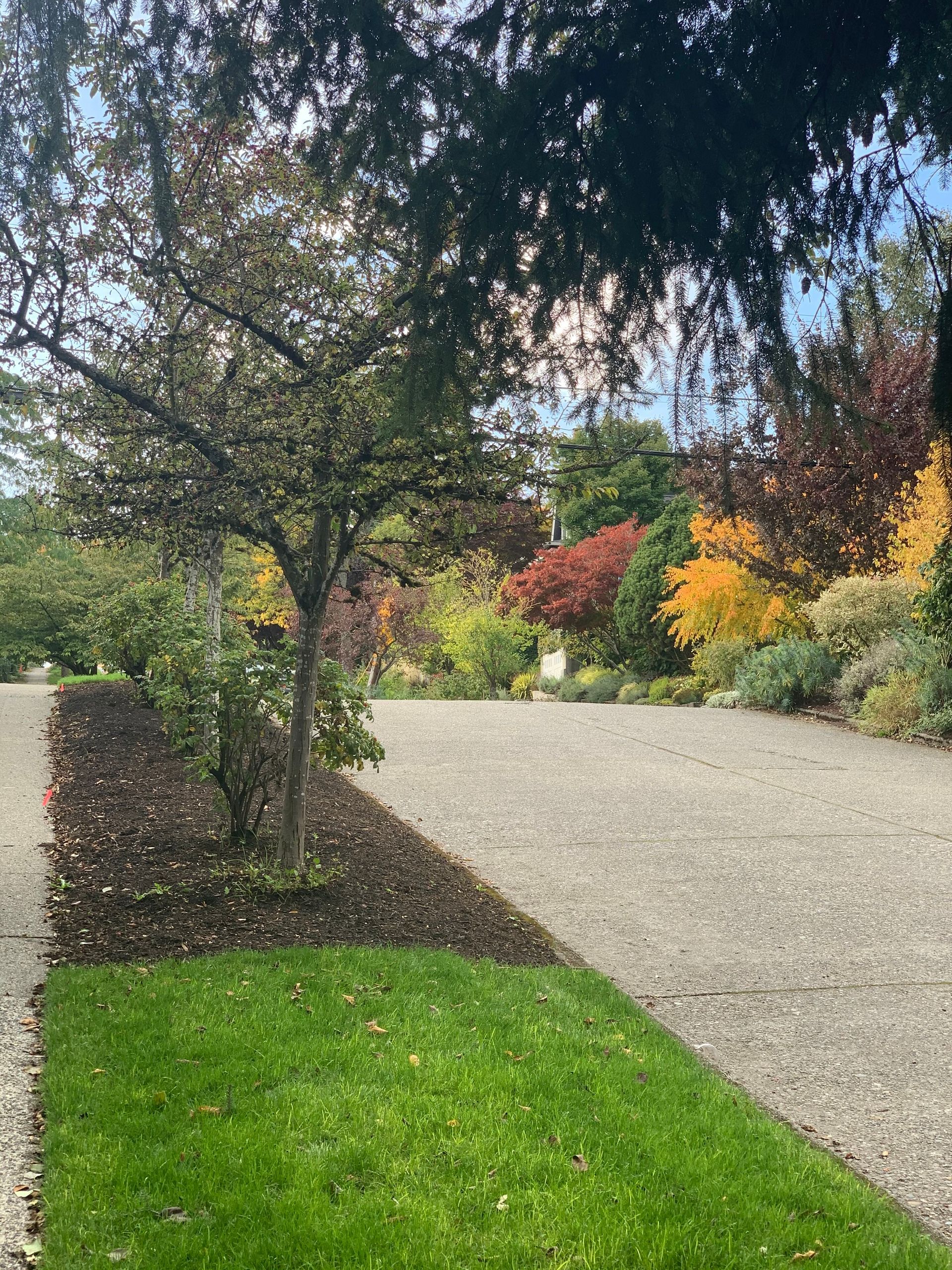 Tree Trimming Redmond 