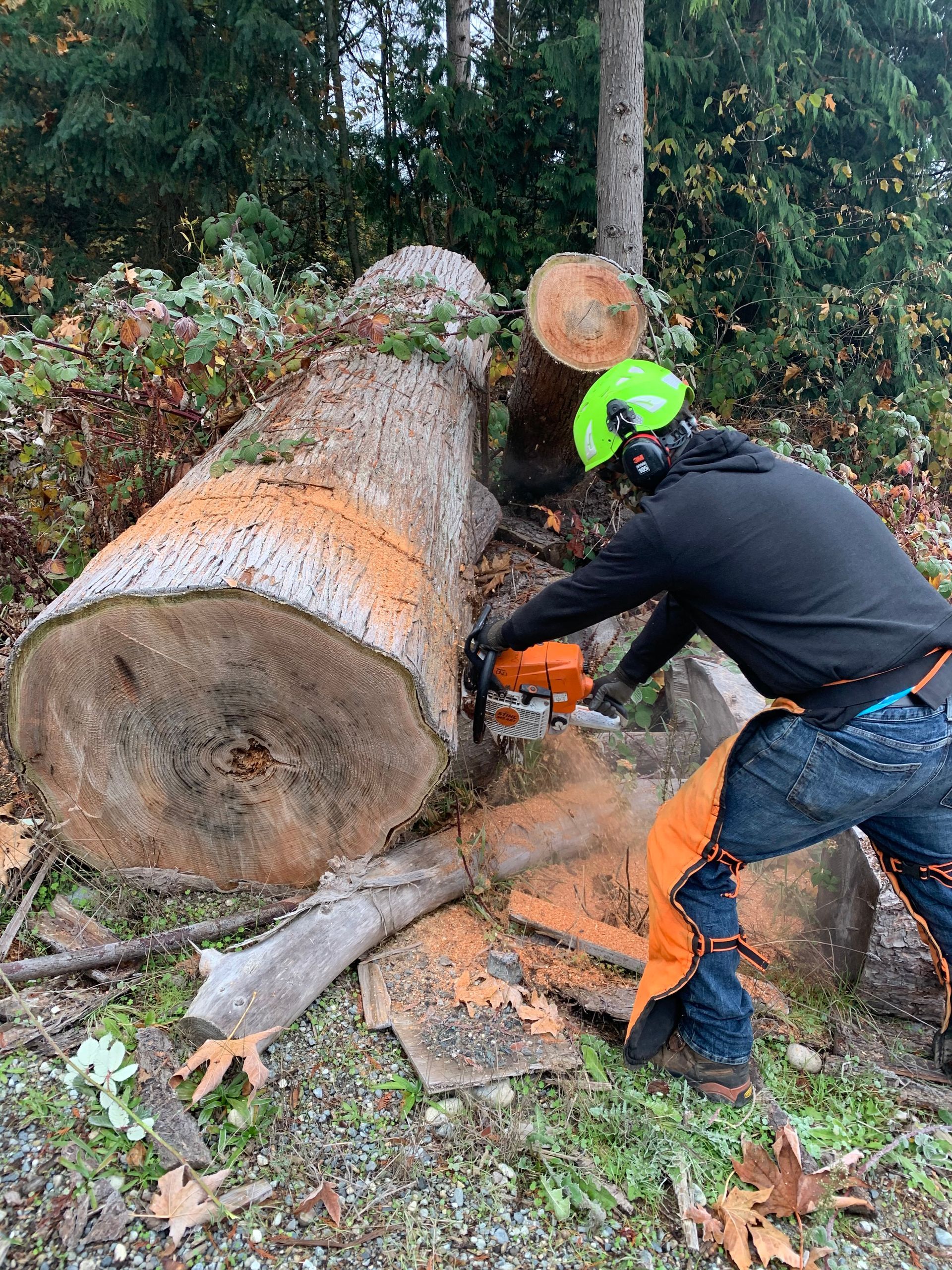 Tree Removal Covington