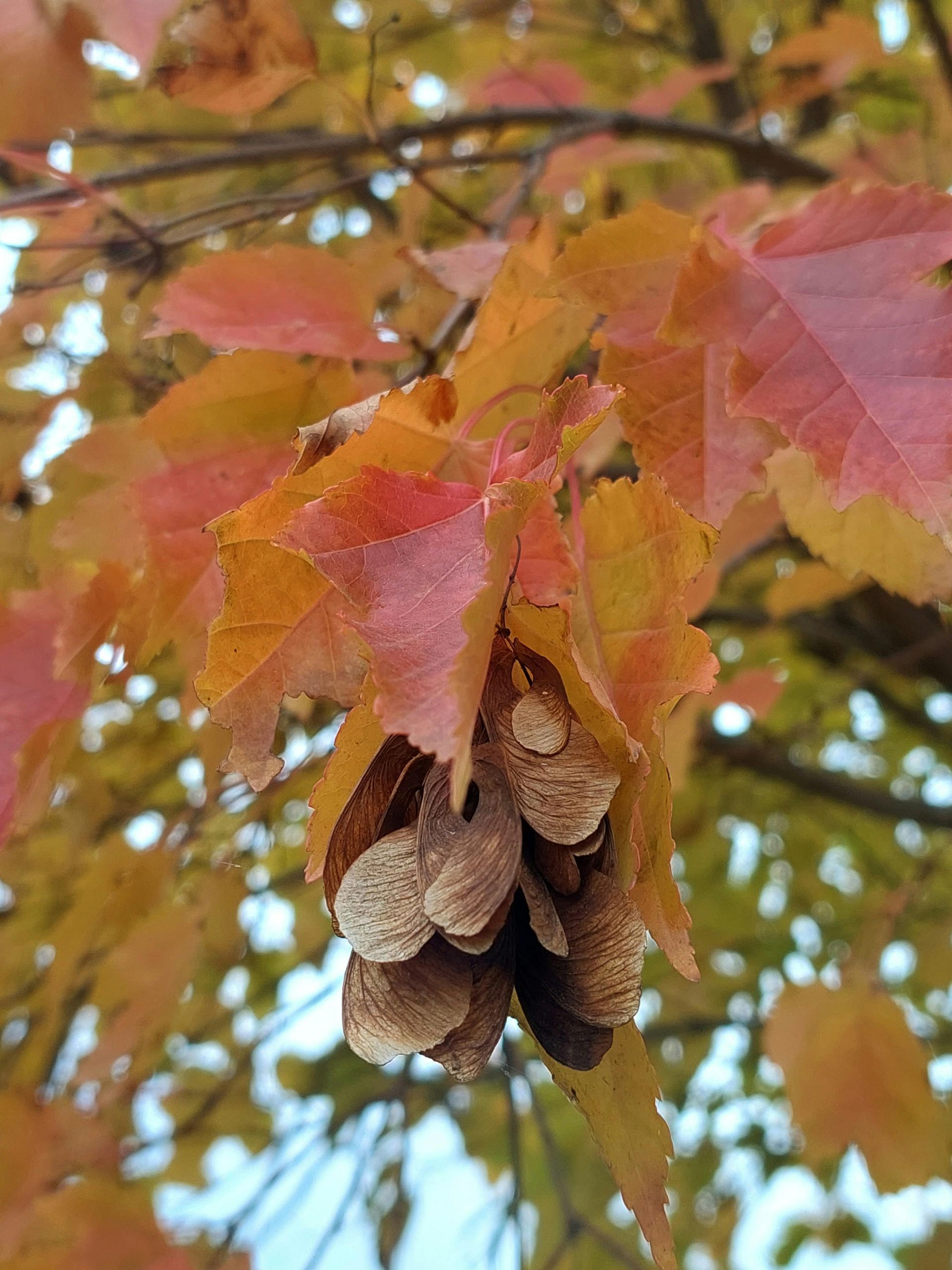 When Is the Best Time to Prune a Maple Tree? Seasonal Timing and Expert Tips