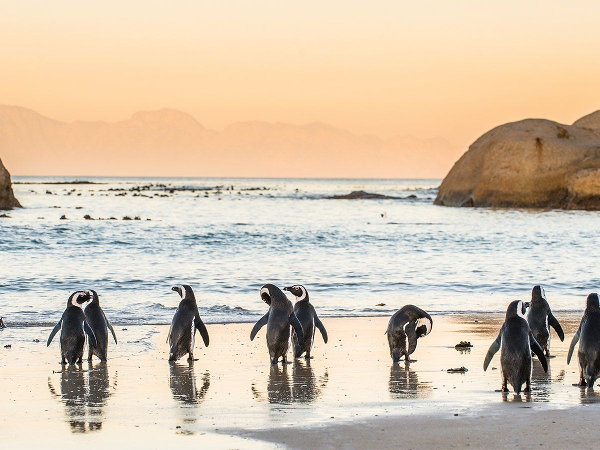 Penguins on Boulder Beach at sunset.