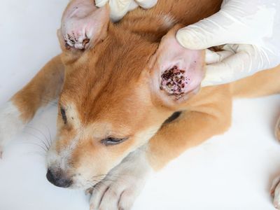 Un primer plano de una persona examinando las orejas de un perro.