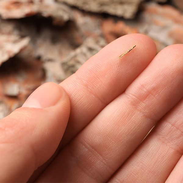 A person is holding a small splinter on their finger