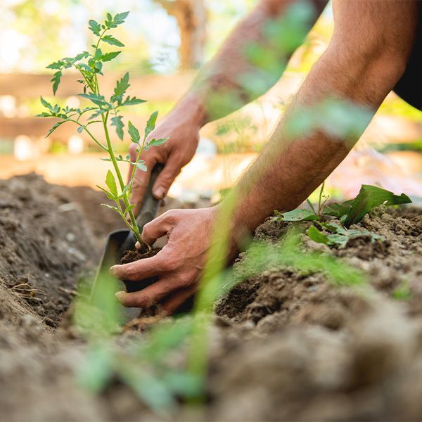 A man is planting a small plant in the dirt with a shovel.