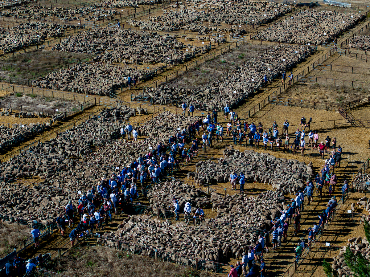 Aerial view of a large group of people in blue shirts walking through a field with many sheep.