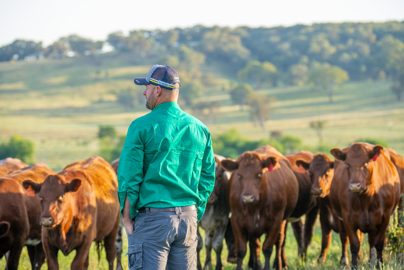 Farmer in green shirt and cap watches over a herd of brown cows in a grassy field.