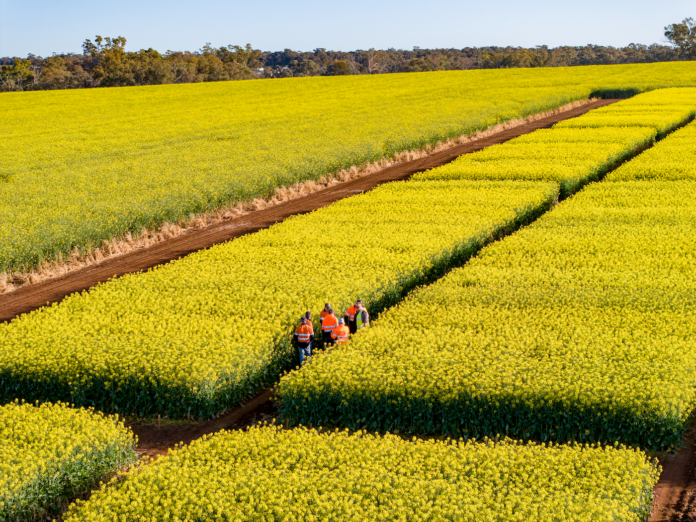 People in orange vests examining a canola field; rows of vibrant yellow flowers, blue sky.