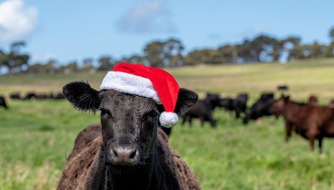 Black cow wearing a red Santa hat in a green pasture with other cows.