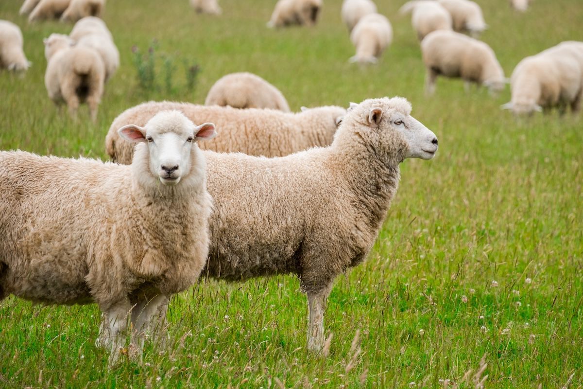 Sheep grazing in a green field, some looking at the camera.