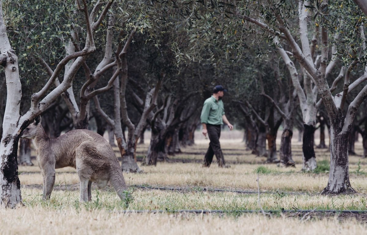 Kangaroo standing near a tree in an orchard, with a person walking in the background.