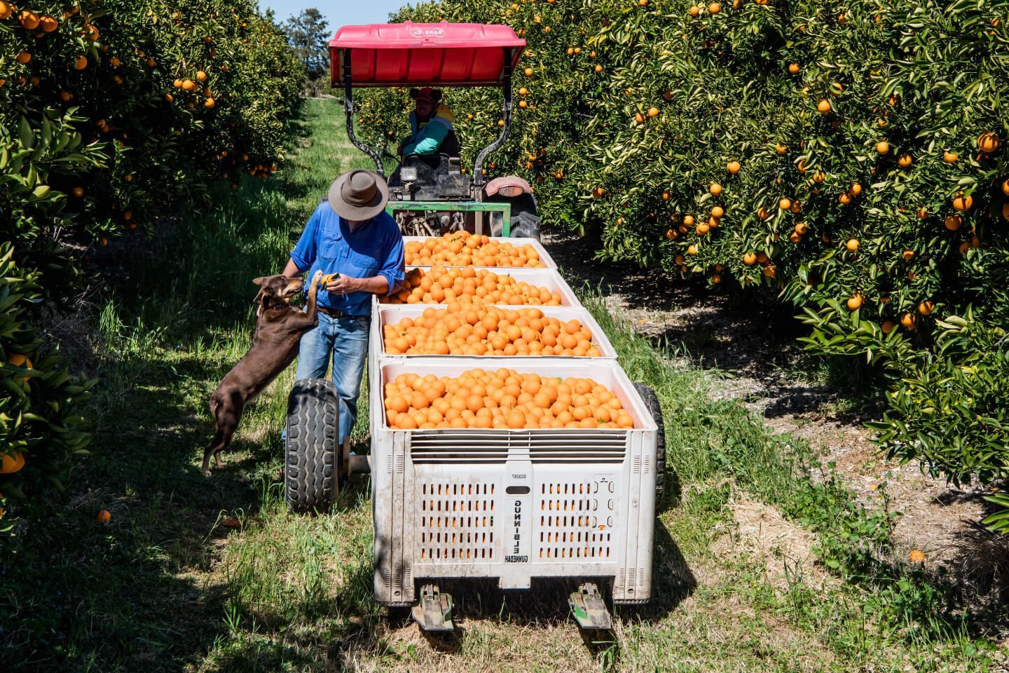 Man loading oranges into bins on a tractor in an orchard, with a dog.