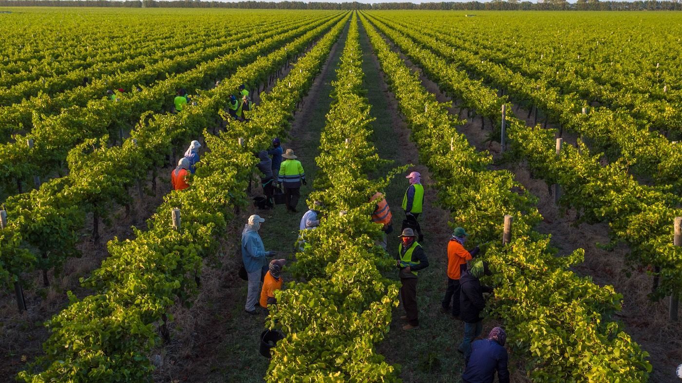 People harvesting grapes in a vineyard with long rows of green vines under sunlight.