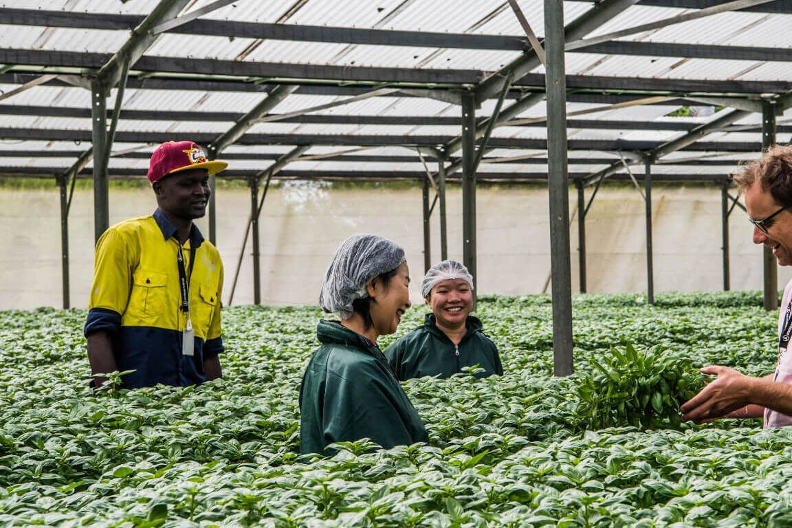 Group of people harvesting greens in a greenhouse; smiles, bright colors, leafy plants.
