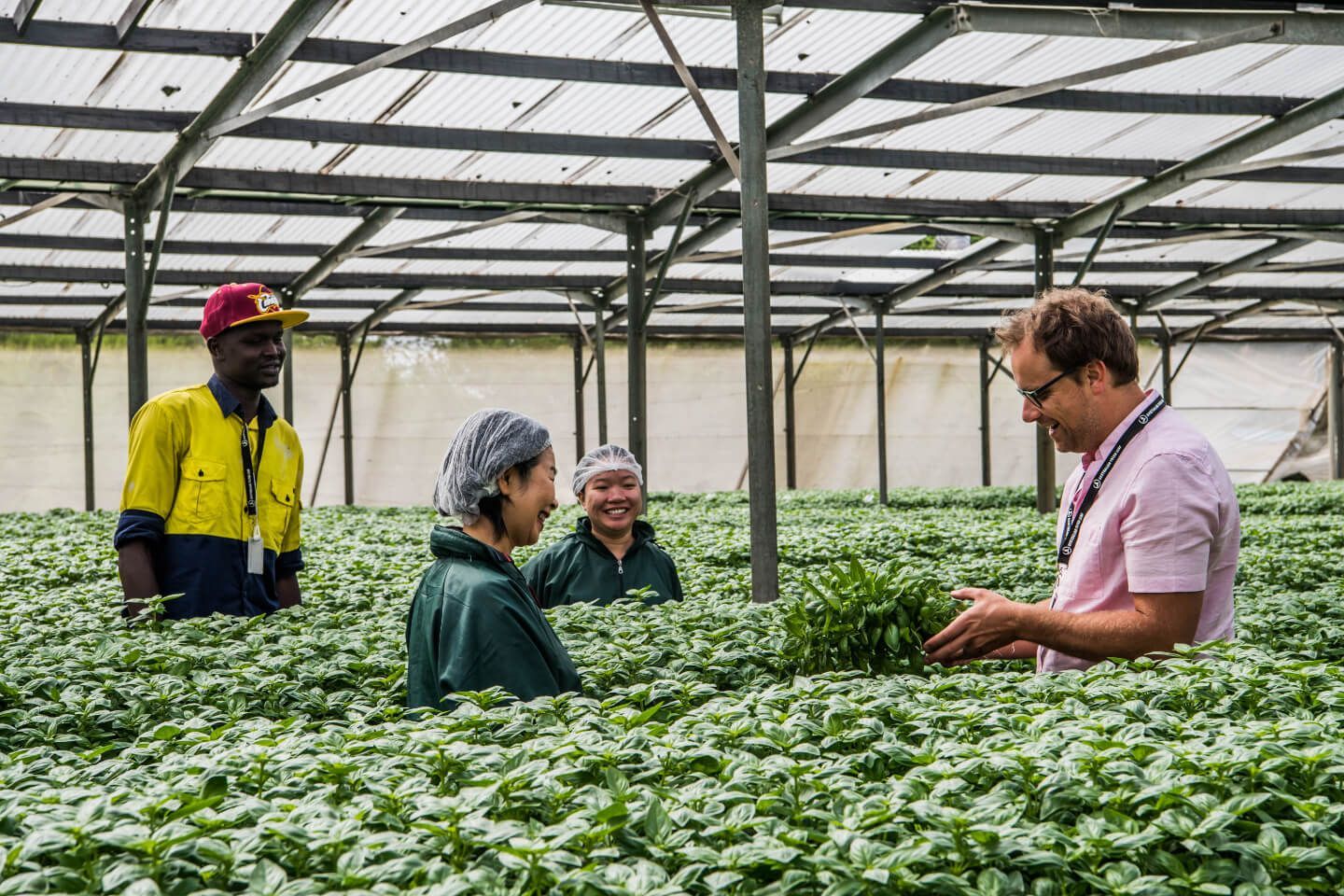 People in a greenhouse examining plants. Man holds a bunch. Others look on.