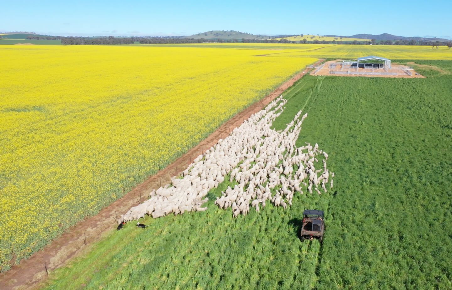 Flock of sheep being herded by a vehicle through a green field, next to a vibrant yellow canola field.