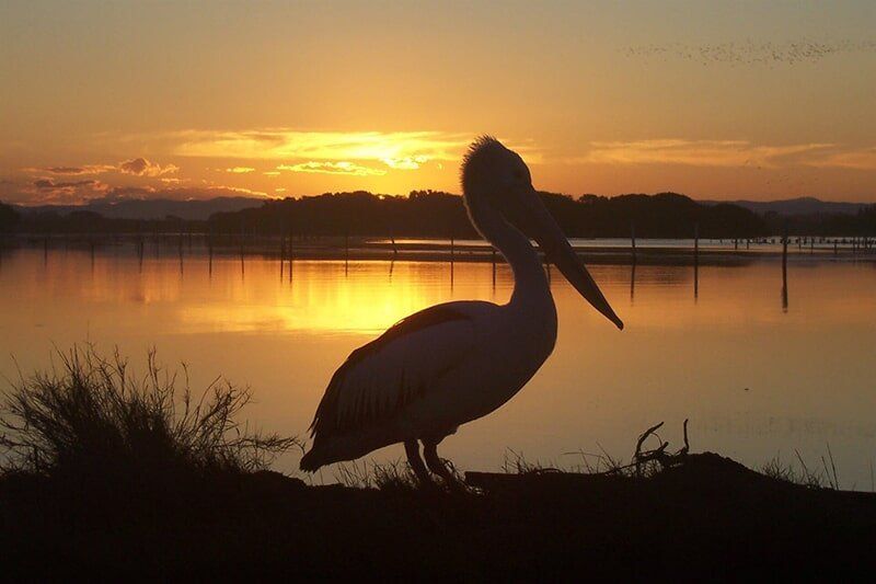 Sunset And A Bird — Holiday Cottage in Manning Point, NSW
