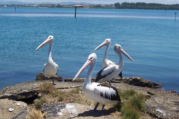 Pelican — Holiday Cottage In Manning Point, NSW