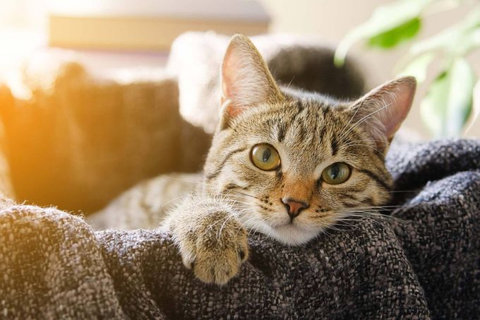 Domestic Cat Lies In A Basket — Greenwood, SC — Greenwood Veterinary Hospital